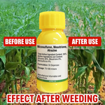 Mesotrione 6% + Nicosulfuron 4% + Atrazine 26% OD Herbicide for Weed Control in Agricultural Crops
