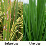 Kasugamycin 6% Wettable Powder Fungicide – Rice Blast Disease Management | Agricultural Fungicide