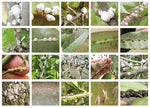 Buprofezin insect growth regulator for pest control in rice and fruit crops
