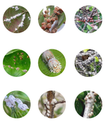 Insect growth regulator insecticide with Buprofezin and Isoprocarb for pest control